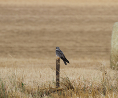 Investigadores del IREC sugieren que la caza puede ser una herramienta de conservación de aves en medios agrícolas